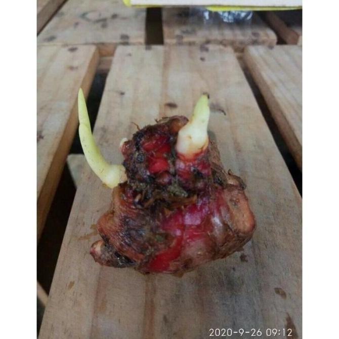 

Terlaris Bibit Tanaman Jahe Merah Bertunas Super 1Kg By Argoplantbag