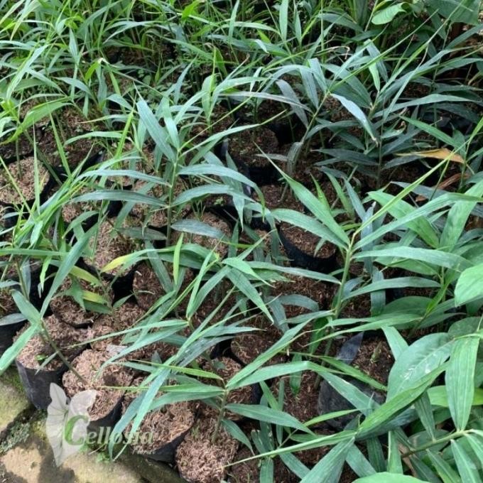 

Terlaris Bibit Tanaman Toga Dan Rempah Jahe Merah Luwtko 1229Ow