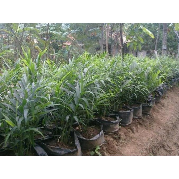 

Terlaris Bibit Jahe Merah (Zingiber Officinale Var Rubrum Rhizoma) By Argoplantbag