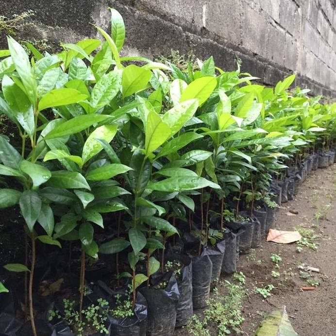 

Terlaris Bibit Daun Salam Super Unggul