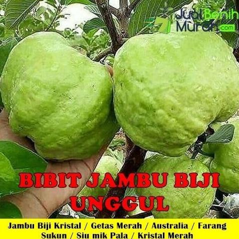 

Terlaris Bibit Buah Jambu Biji Okulasi Termurah - Bebas Pilih Varietas Jenis
