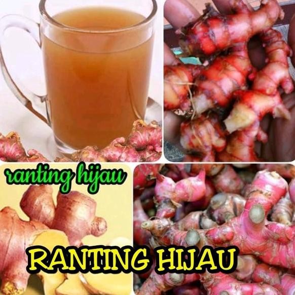 

Terlaris Bibit Benih Jahe Merah 1Kg -Jahe Kualitas Unggul Murah