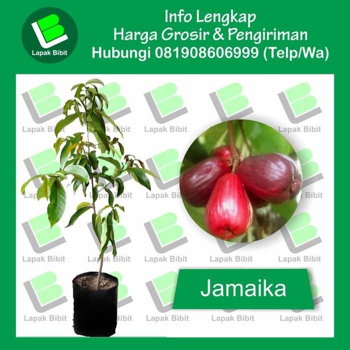 

Terlaris Bibit Jambu Jamaika/Bol Tinggi 60 S/D 100 Cm