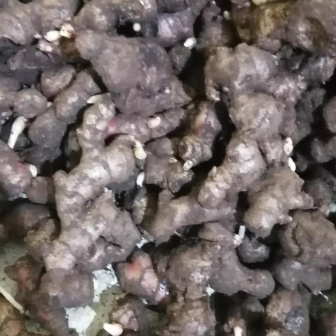 

Terlaris Jtn Bibit Jahe Merah Super 1 Kg, Tinggal Semai
