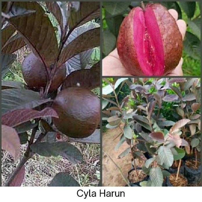 

Terlaris Bibit Jambu Kristal Merah Australia