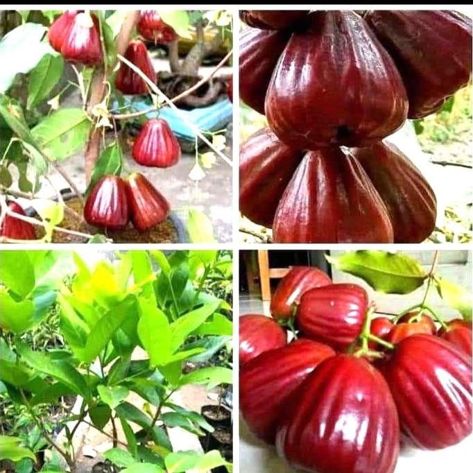 

Terlaris Bibit Jambu Dalhari Jumbo