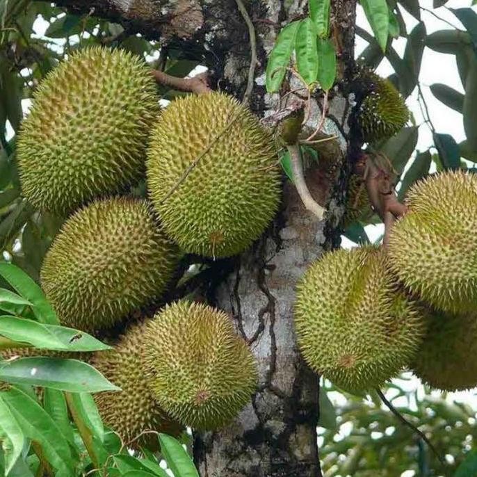 

Terlaris Durian Booster Pelebat Buah Organik Pupuk Tanaman