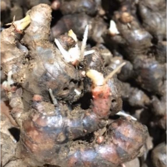 

Terlaris Bibit Rimpang Jahe Merah Super Tua Bertunas