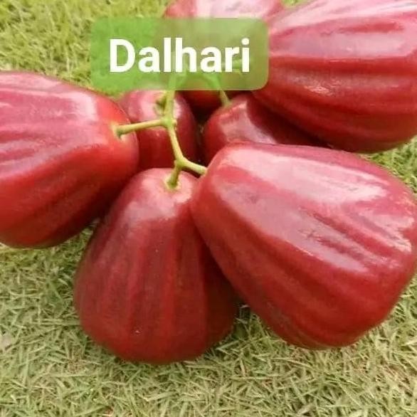 

Terlaris Bibit Jambu Air Citra Dalhari