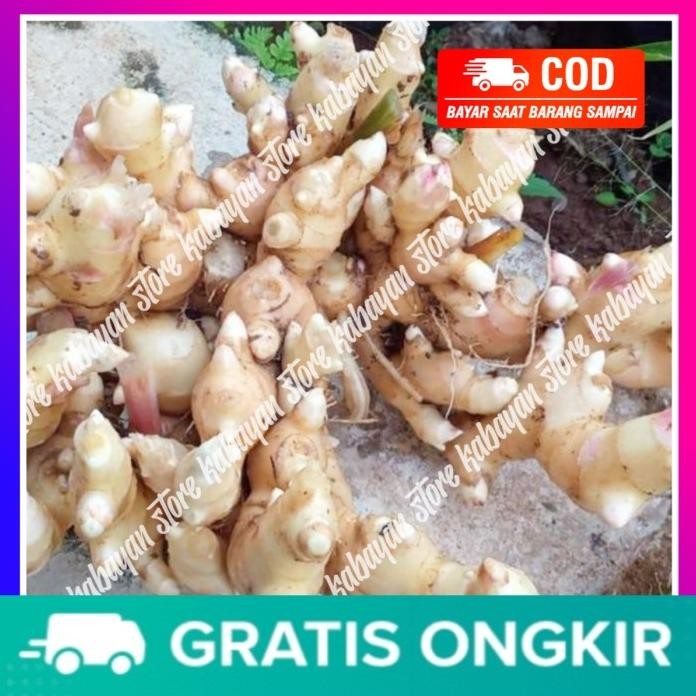 

Terlaris Bisa Bibit Jahe Gajah Merah Bibit Jahe Gajah Tunas Jahe Gajah Segar Bibit Jahe Gajah Jahe Gajah Tua Bibit Tanaman Jahe Gajah 250Gram Kabayan Store