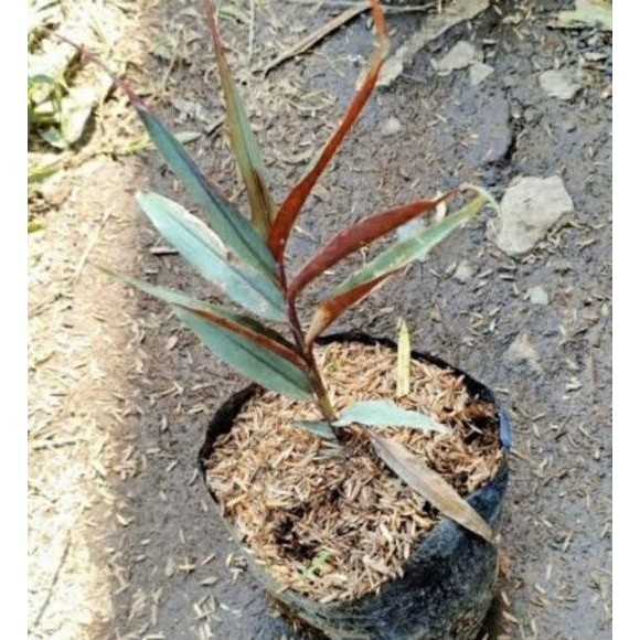 

Terlaris Tools Bibit Jahe Hitam Atau Jahe Wulung Asli 25Okz2