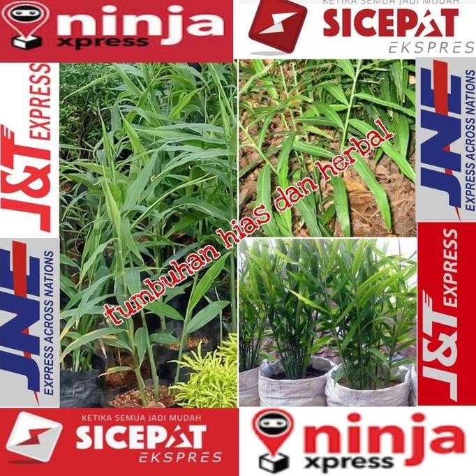 

Terlaris Bibit Jahe Emprit Siap Tanam