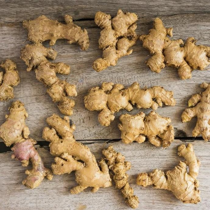 

Terlaris Bibit Tanaman Jahe Gajah Obat Herbal Jahe Emprit