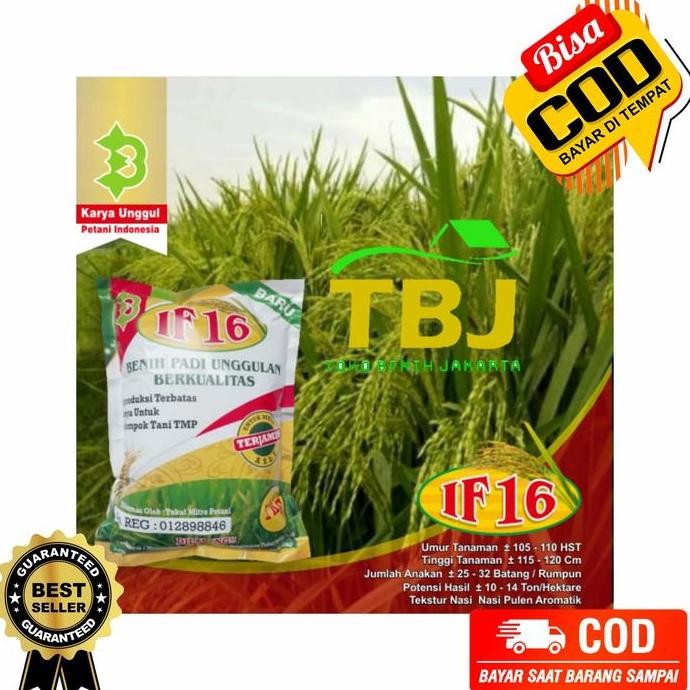 

Terlaris Benih Bibit Padi If 16 Ab2Ti Lokal Unggul