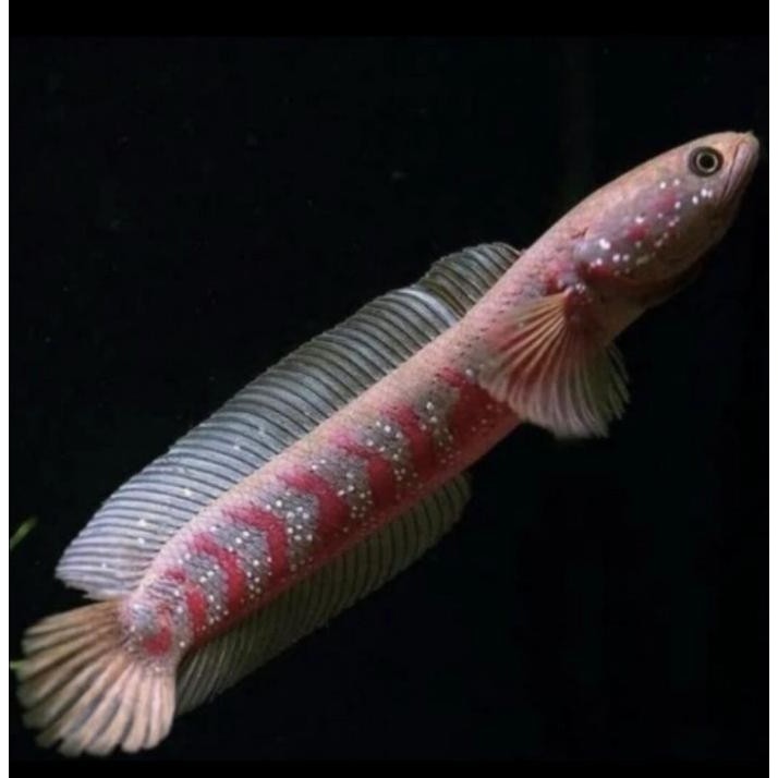 

Terlaris Hiasan Aquarium Ikan Channa Asiatica Rs Full Pelet