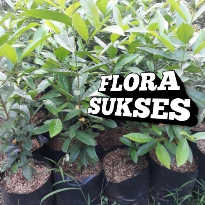 

Terlaris Bibit Tanaman Daun Salam Bibit Salam Bumbu Masak