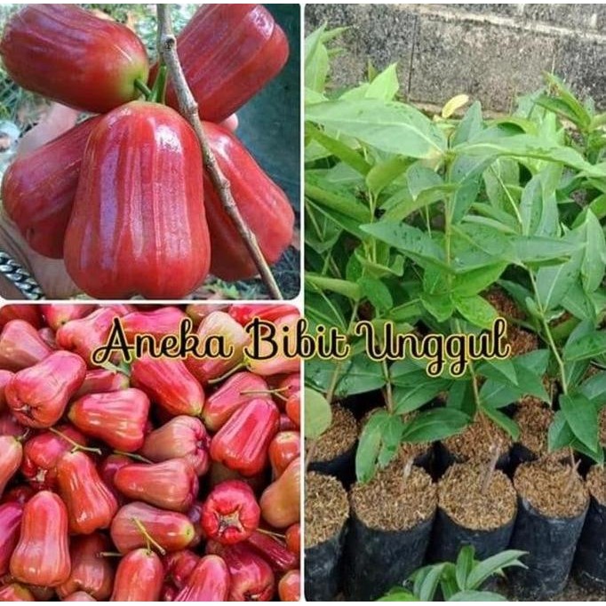 

Terlaris Bibit Tanaman Buah Jambu Air Madu Deli Merah-Jambu Air Madu Deli Hijau