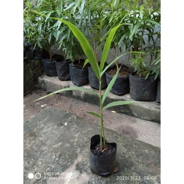 

Terlaris Bibit Jahe Merah -Obat Herbal