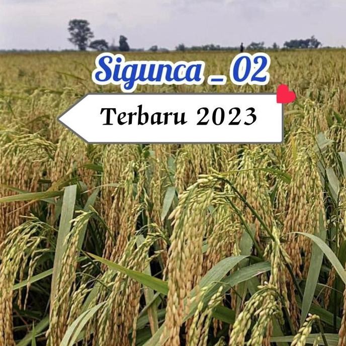 

Terlaris Benih Padi Unggul Sigunca 02, 5Kg