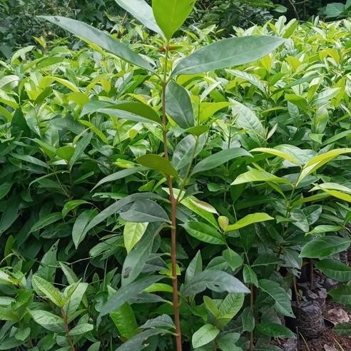 

Terlaris Bibit Daun Salam 1 Meter | Bibit Salam Bumbu Dapur