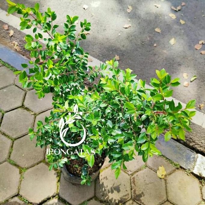 

Terlaris Bibit Pohon Jambu Air Lily Pily-Buah Jambu Air Lily Pily