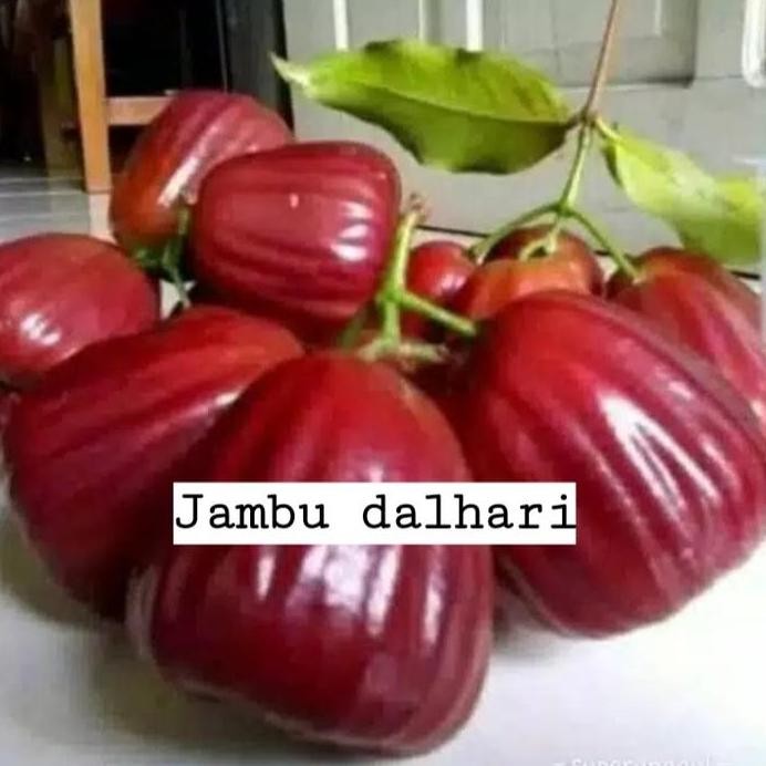 

Terlaris Bibit Jambu Dalhari