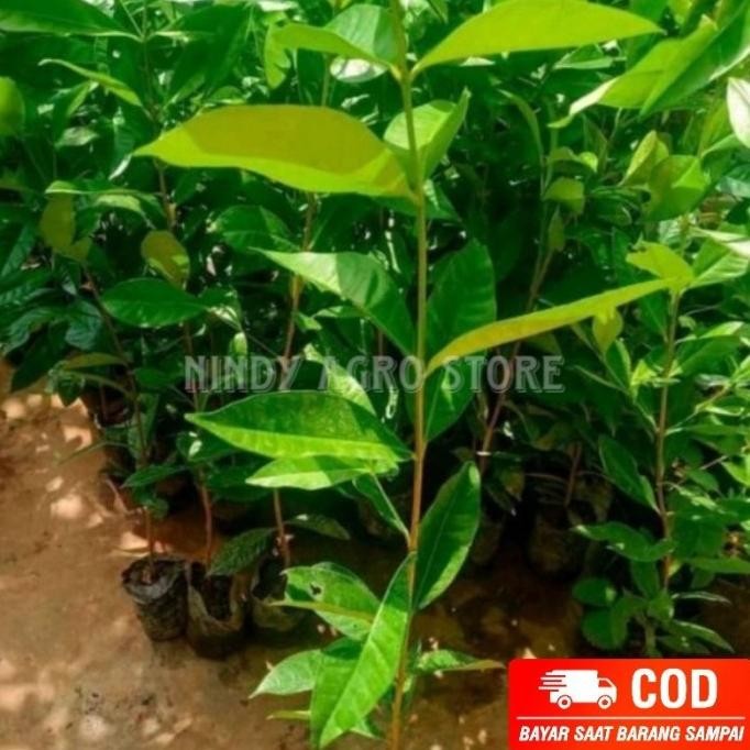 

Terlaris R1Do Salam Wangi Bibit Daun Salam Siap Panen 70 - 90 Cm Bumbu Masak