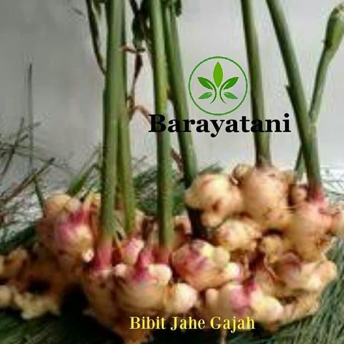 

Terlaris Bibit Tanaman Rimpang Jahe Gajah/Bibit Pohon Jahe Gajah/Obat Herbal