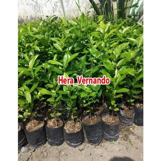 

Terlaris Bibit Daun Salam Buat Masak