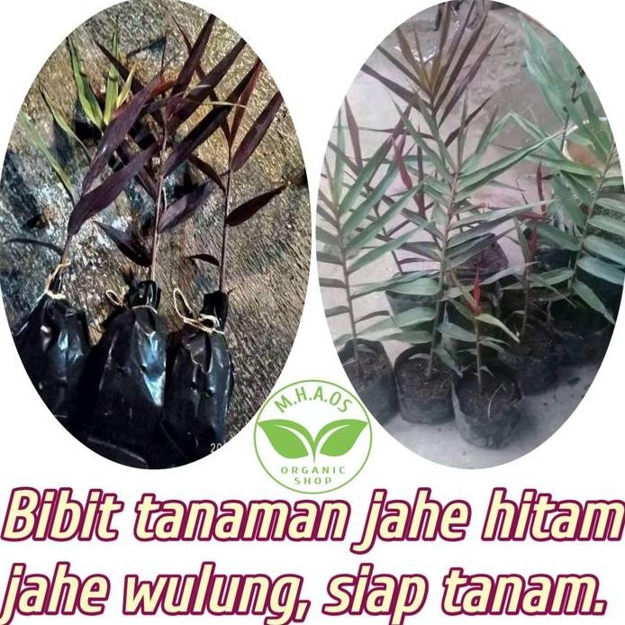 

Terlaris Bibit Jahe Hitam Jahe Wulung Asli,Siap Tanam.