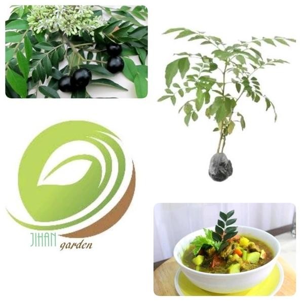 

Terlaris Promo Paket 5 Bibit Pohon Salam Koja-Tanaman Daun Salam Koja Kari