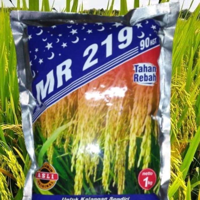 

Terlaris Benih Padi Mr 219 Bibit Padi Mr219