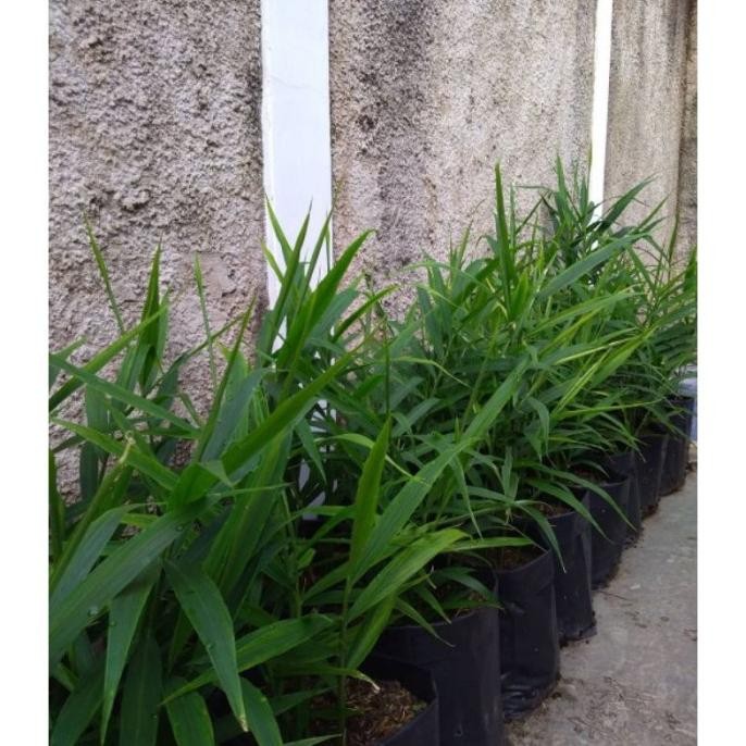 

Terlaris Bibit Tanaman Herbal Jahe Merah Hidup Hias Fwkfxi 6394Tl