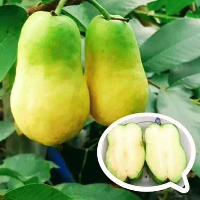 

Terlaris Bibit Jambu Farang Thailand Tanpa Biji