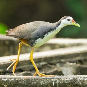 

Terlaris Burung Ruak Ruak Ayam Ayaman Kareo Padi Hidup Sehat Aviary
