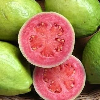 

Terlaris Bibit Tanaman Buah Jambu Getas Merah Cangkok Genjah Cepat Berbuah