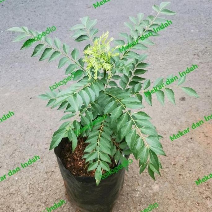 

Terlaris Bibit Pohon Daun Kari, Salam Koja/ Tanaman Salam Koja, Daun Kare