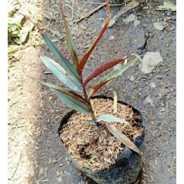 

Terlaris Bibit Jahe Hitam Atau Jahe Wulung Asli