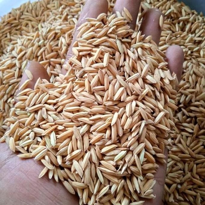 

Terlaris Benih Padi Unggul Umur 75 Hari Berkualitas 1 Kg Tanaman