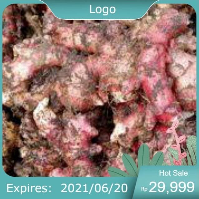 

Terlaris New Bibit Jahe Merah Super 1 Kg