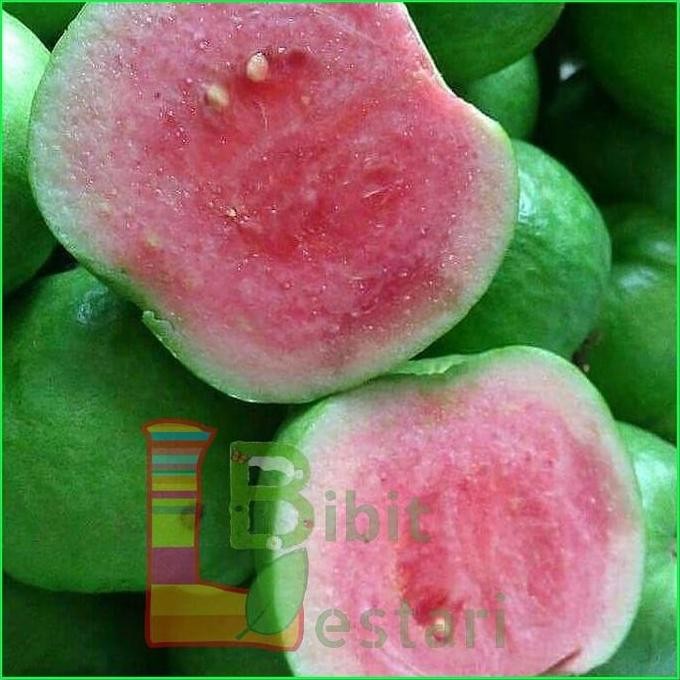 

Terlaris Bibit Buah Super Bibit Jambu Kristal Merah / Bibit Buah / Taman Bibit