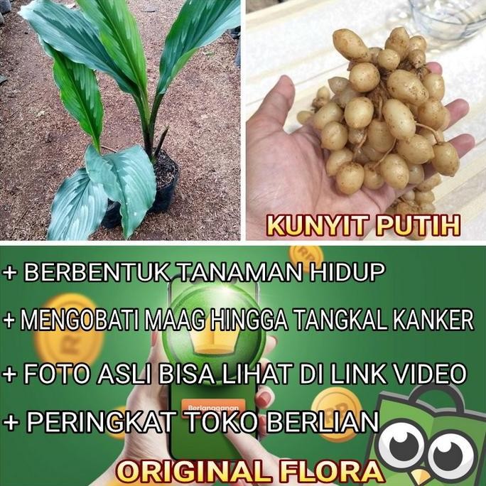

Terlaris Bibit Kunyit Putih Tanaman Kunyit Putih Kunir Putih