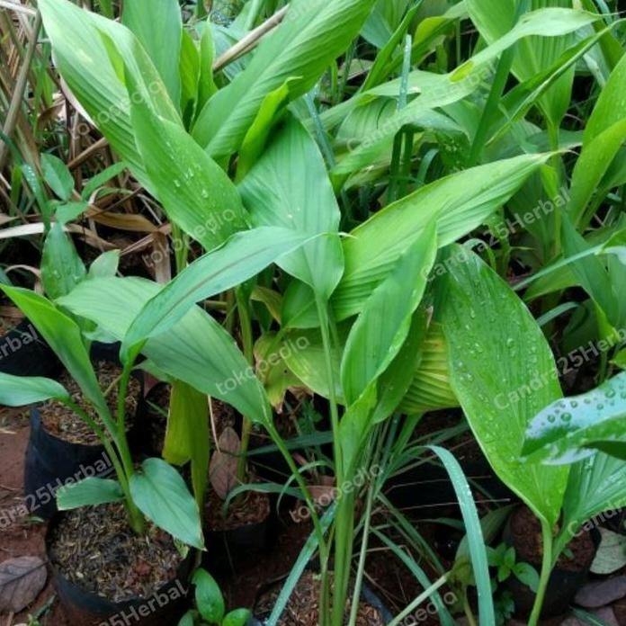 

Terlaris Bibit Kunyit Tinggi 20-30 Cm Ready Stok Tanaman Rempah Dapur