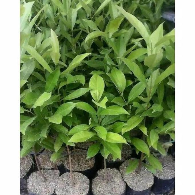 

Terlaris Bibit Tanaman Daun Salam Pohon Salam Rempah Sayur Bumbu Masak / Pohon Salam New Stok