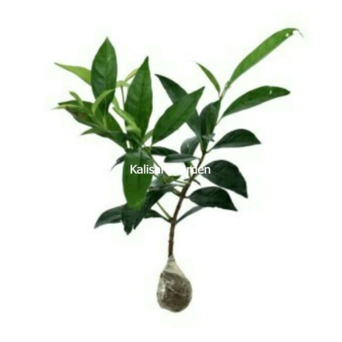 

Terlaris Bibit Pohon Buah Tanaman Daun Salam Aa88