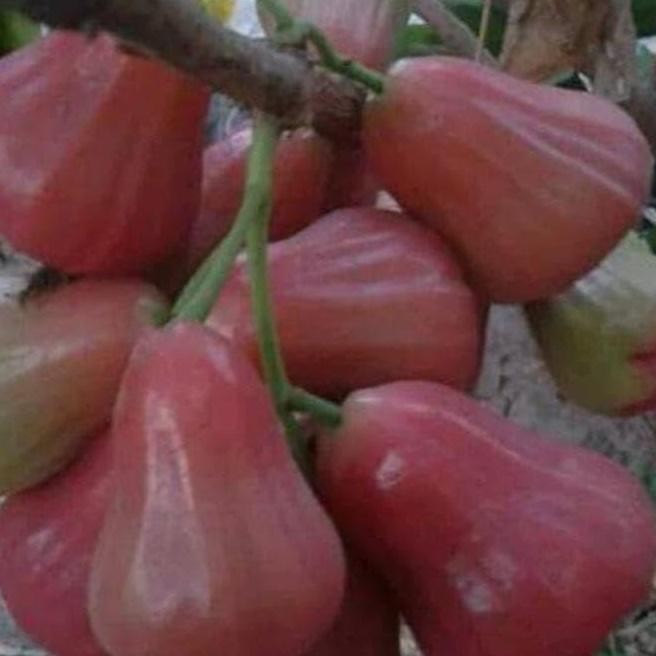 

Terlaris *_@ Bibit Tanaman Buah Jambu Air Madu Citra J1*