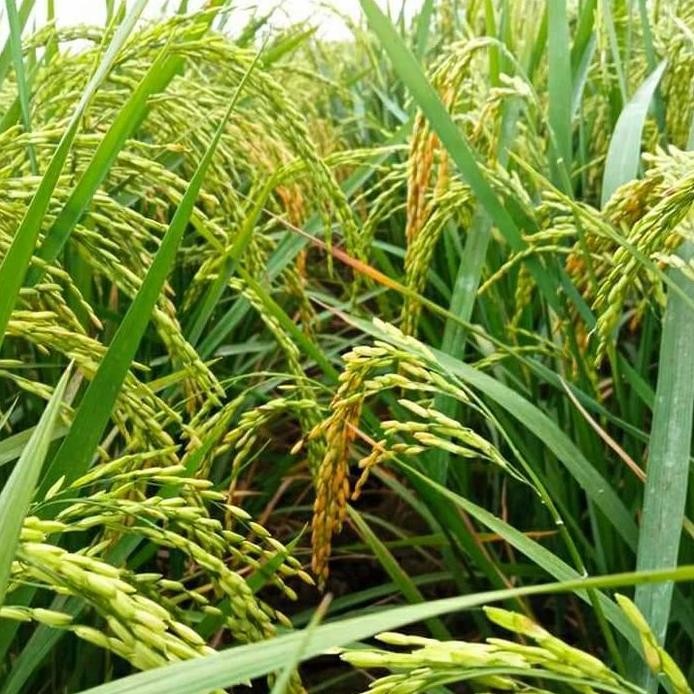 

Terlaris Benih Padi Sr Super Genjah 75-80 Hst Kemasan 5 Kg