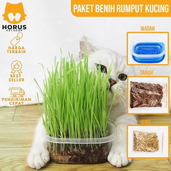 

Terlaris Rumput Kucing Paket Benih Seed Cat Grass Rumput Gandum Makanan Kucing