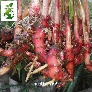 

Terlaris Bibit Jahe Merah Siap Tanam Beli 10 Gratis 1