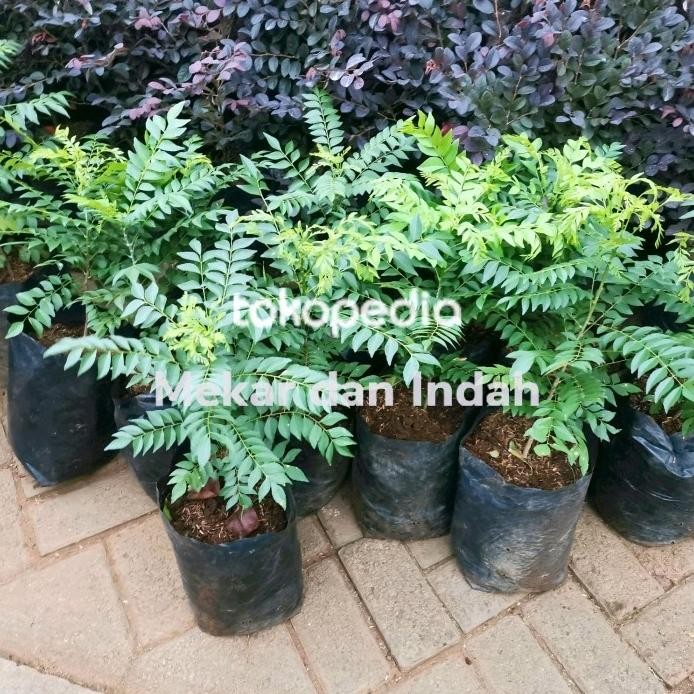 

Terlaris H3R. Bibit Pohon Daun Kari, Salam Koja/ Tanaman Salam Koja, Daun Kare